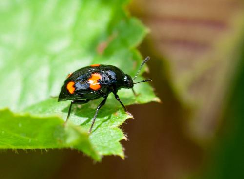 Scaphidium quadrimaculatum